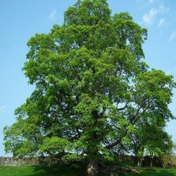Tüplü Çınar Ağacı Fidanı (120-200 cm) - 6