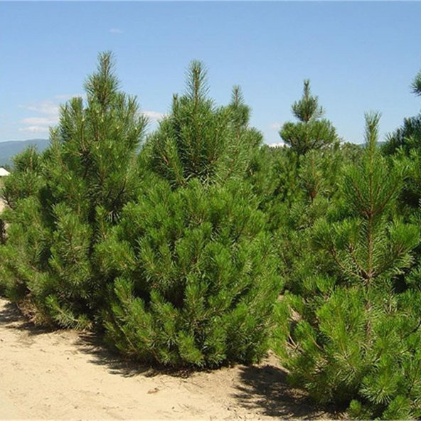 Tüplü Karaçam Fidanı 4 Yaş 90-150 cm - 9