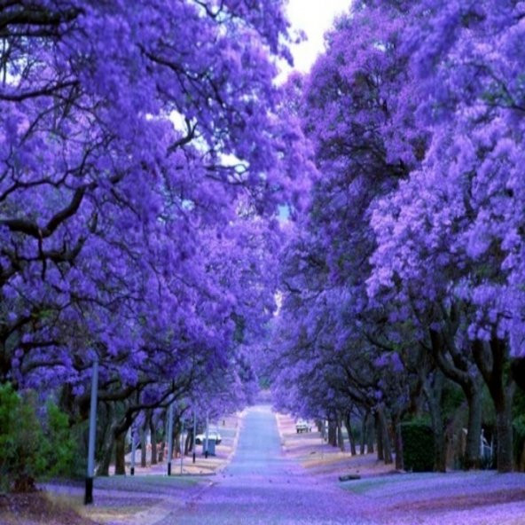 Tüplü Jacaranda(Jakaranda) Ağacı Fidanı (50-90 cm(