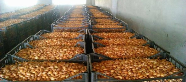 Agrobazaar Kıska Soğan 10 Kg Arpacık Soğan Iska Soğan Tohumu - 2