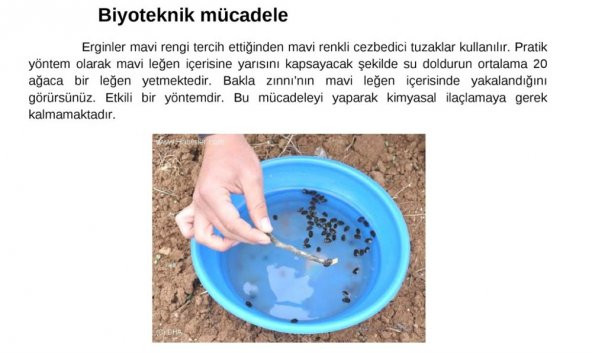 Meyve Ağaçlar İçin "10 Adet Mavi Leğen" - 4