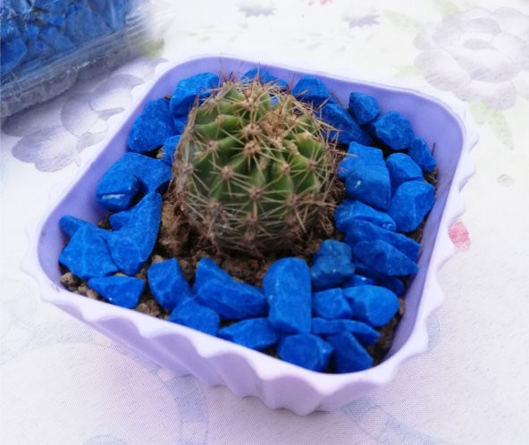 Mavi Taşlı 10x10cm Mor Saksılı Radyasyon Emici Çiçek Açan Dikenli Eliptik Vitaminli Topraklı Kaktüs