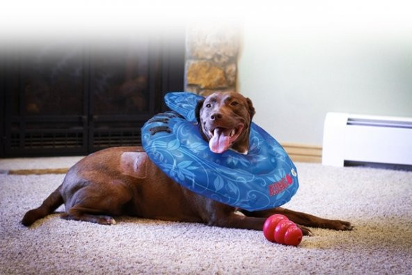 Kong Köpek Koruyucu Şişme Yakalık XL - 2