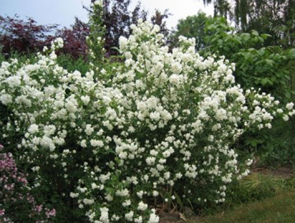 Filbahri (Yalancı Yasemin) Çiçeği - 3