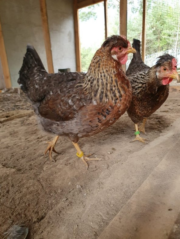 CREAM LEGBAR MAVİ YUMURTACI KULUÇKALIK YUMURTA - 2
