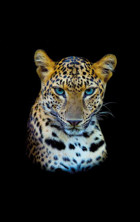 Prado Dijital Baskılı Kaydırmaz Taban Halı Tiger 80x200cm