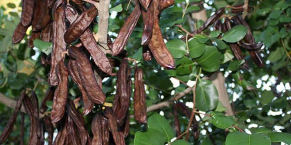 Zazella Keçiboynuzu Unu 180gr. - 3