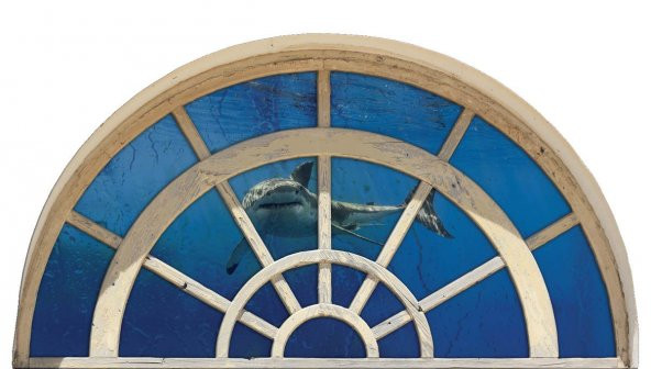 Pencere, Köpek Balığı Duvar Sticker