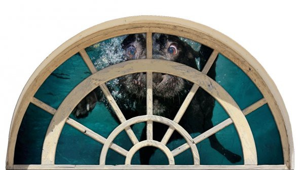 Pencere, Yüzen Köpek, Deniz Duvar Sticker