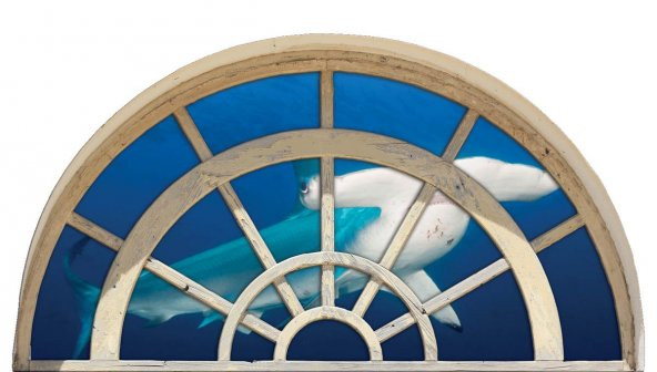 Pencere, Çekiç Başlı Köpek Balığı Duvar Sticker