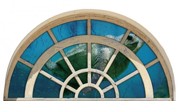 Pencere, Deniz Kaplumbağası Duvar Sticker
