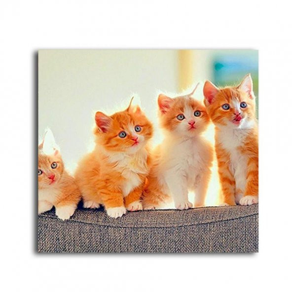 Kedi Yavruları Tablo