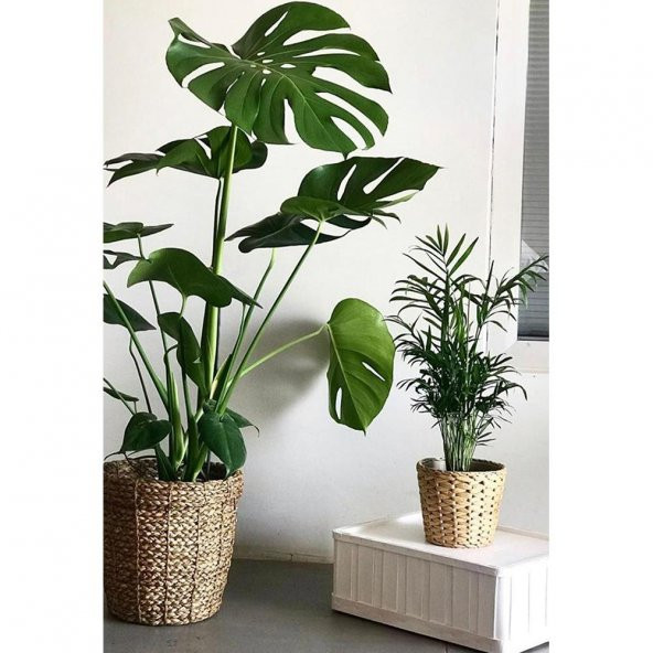Yapay Monstera Yaprağı 32x26 cm - 5