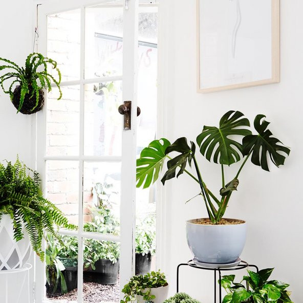 Yapay Monstera Yaprağı 32x26 cm - 6