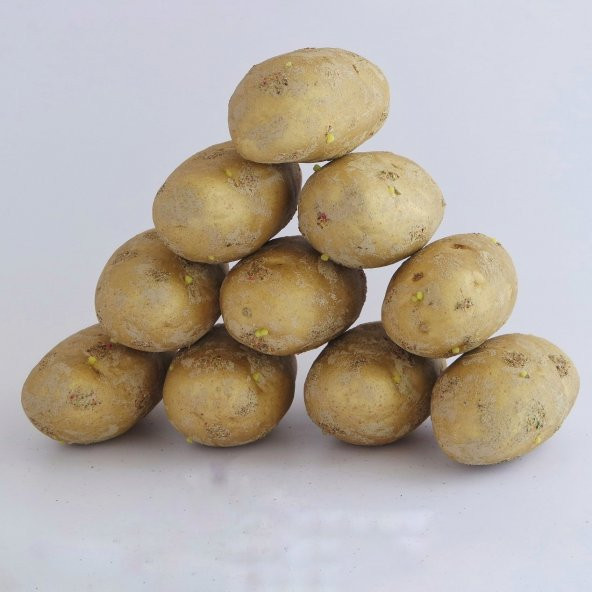 Maket Patates