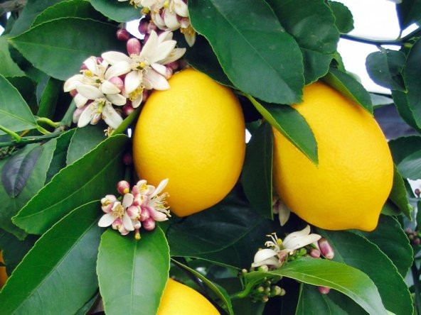 Citrus lemon Yediveren Limon fidanı 80-120cm