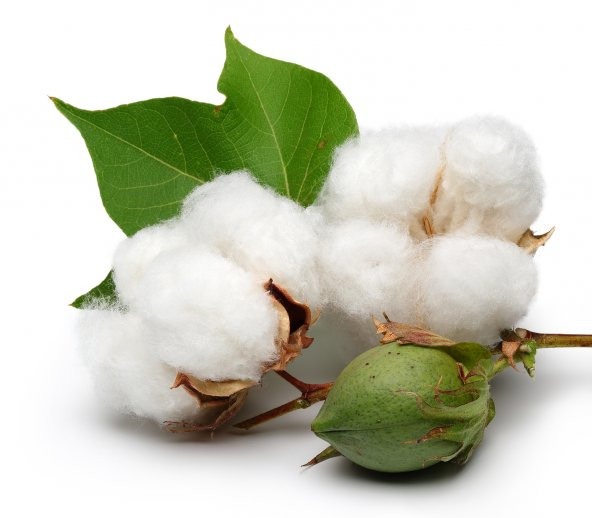 100X200 OPALİN COTTON ORTOPEDİK YAYLI YATAK 100x200 YAYLI YATAK - 2