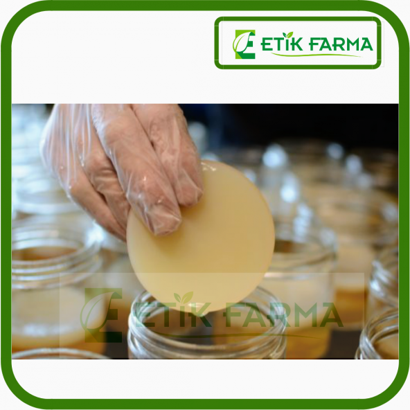 Kombucha Başlangıç Kiti-Kombu Mantarı-Kombucha Çayı-Kombucha mantarı