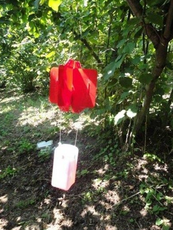 Fındık Dalkıran Daldelen Böceği Tuzağı