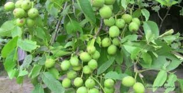 Solucan Gübresi 25 Kg Ekobigsol %100 Organik  Lamineli Çuval - 3