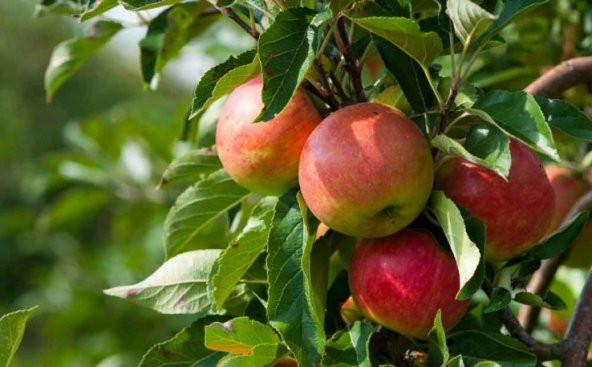 Solucan Gübresi 25 Kg Ekobigsol %100 Organik  Lamineli Çuval - 6