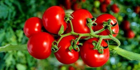 Solucan Gübresi 25 Kg Ekobigsol %100 Organik  Lamineli Çuval - 7