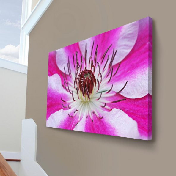 Akasma Çiçeği - Beyaz - Pembe - Yakın Çekim - Doğa - Bitki - Çiçek 70x100cm Dekoratif Kanvas Tablo