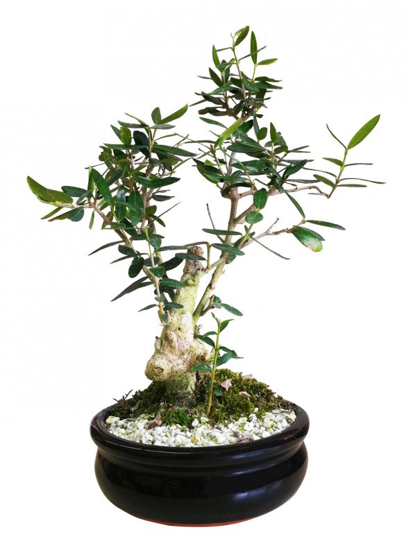 Fideland Seramik Saksılı Zeytin Bonsai