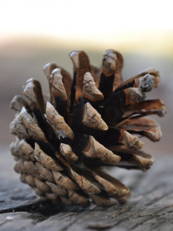 Çam Kozalak 20 Adet - Resim 2