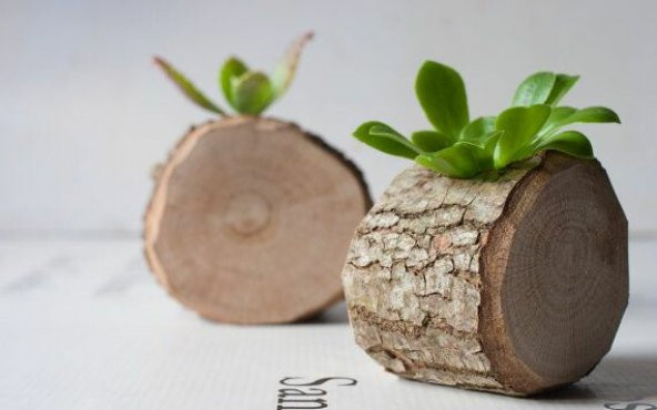 Mini Ağaç Saksı - Resim 2