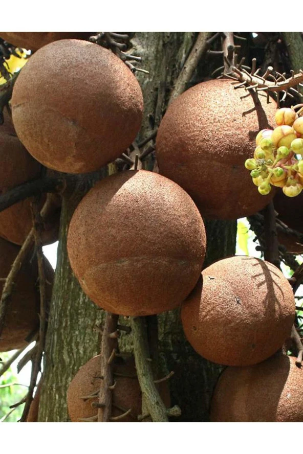 Organik Bitkim Brezilya Cevizi 100 Gr - Resim 3