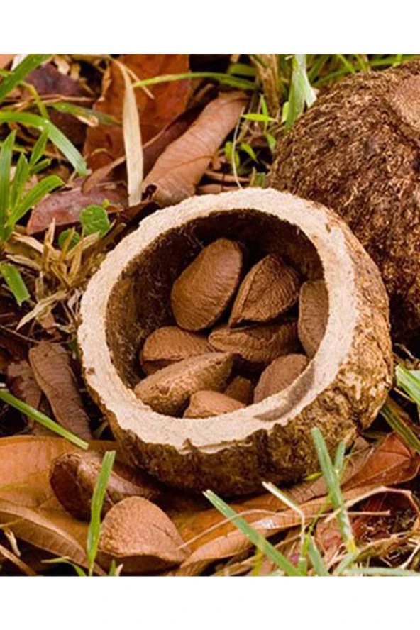 Organik Bitkim Brezilya Cevizi 100 Gr - Resim 4