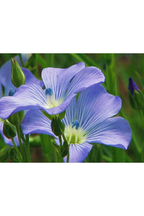 Balen Keten Tohumu Yağı Yağı Soğuk Pres 50 ml 2 Adet - 5