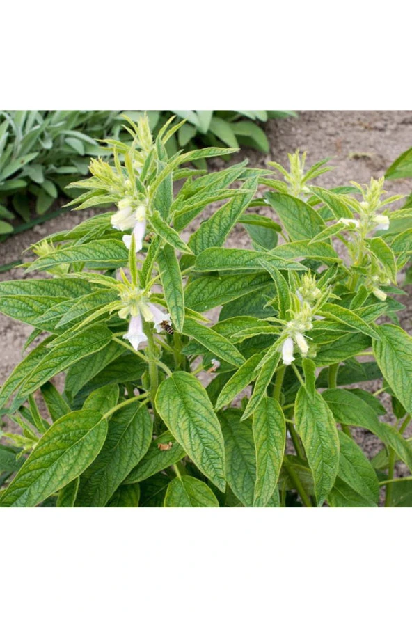 Balen Susam Tohumu Yağı Soğuk Pres 50 ml - Resim 3