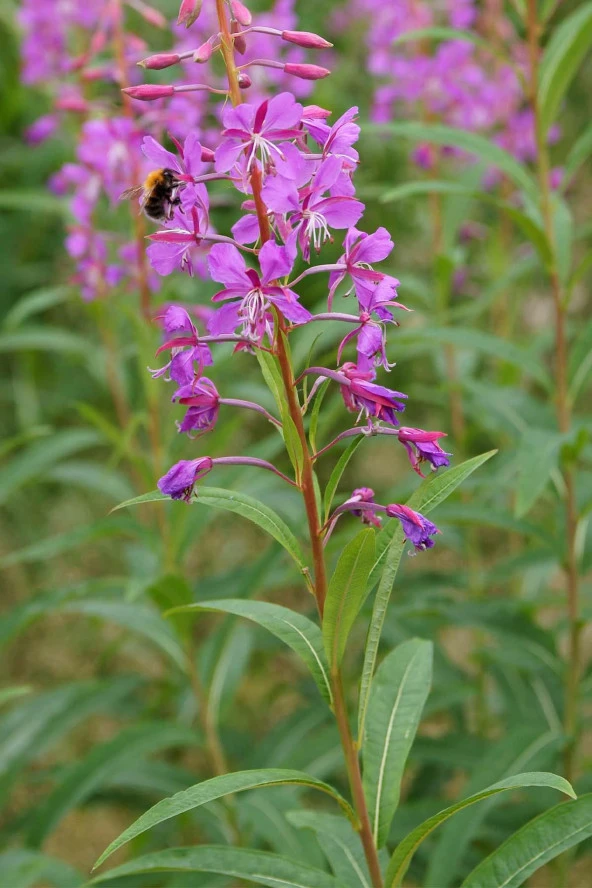 İstanbul Baharat Yakı Otu (Mera Gülü) 50 gr x 4 Adet - Resim 3