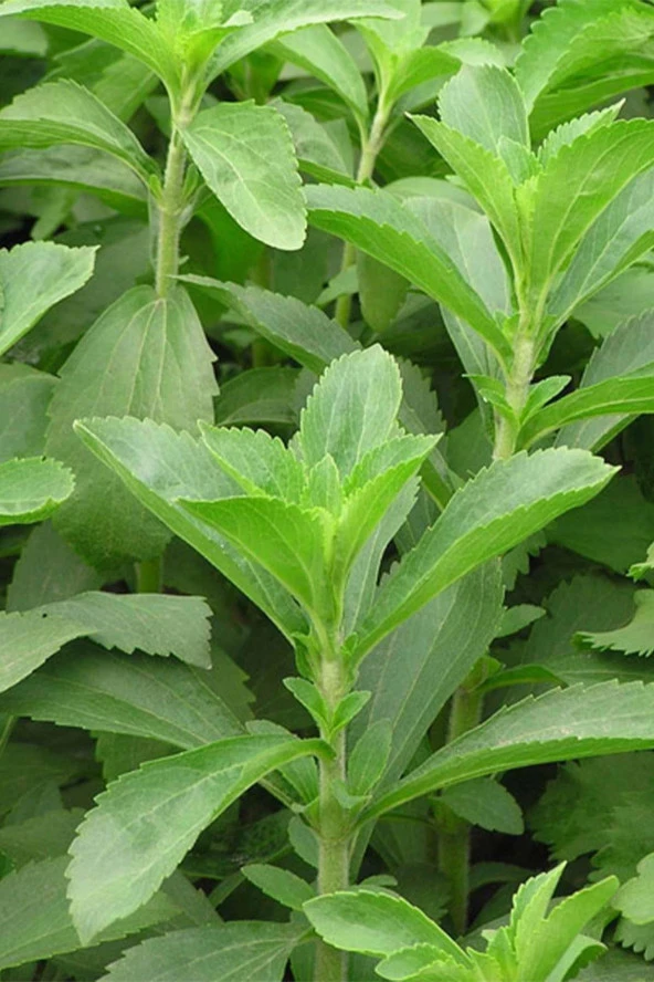 İstanbul Baharat Stevia Yaprağı (Şeker Otu) 20 gr - 2