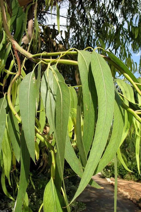 İstanbul Baharat Okaliptüs Yaprağı 50 gr x 5 Adet - Resim 3