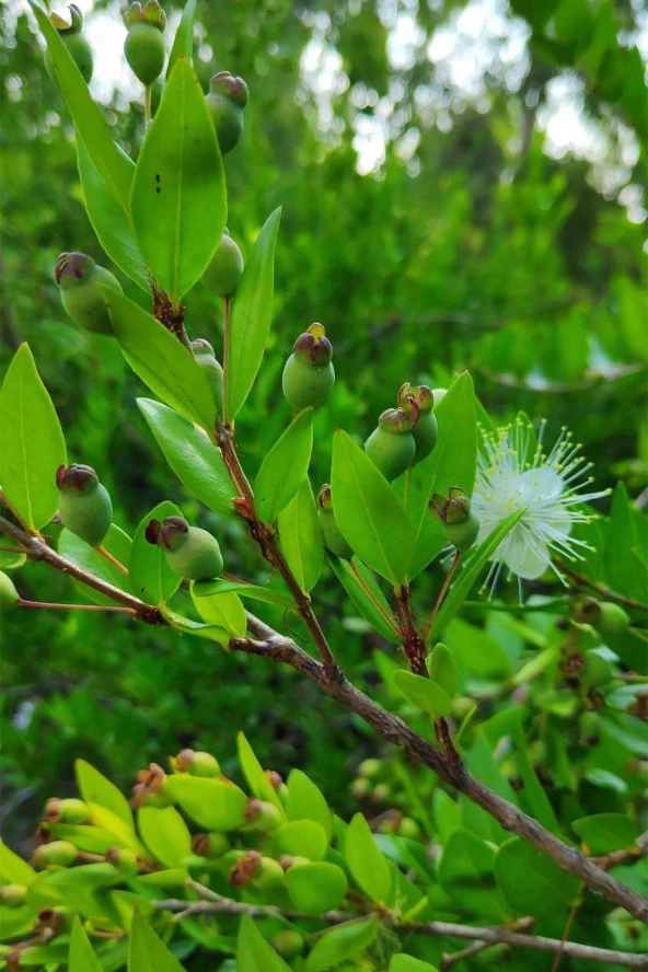 İstanbul Baharat Mersin Yaprağı 40 gr - Resim 2