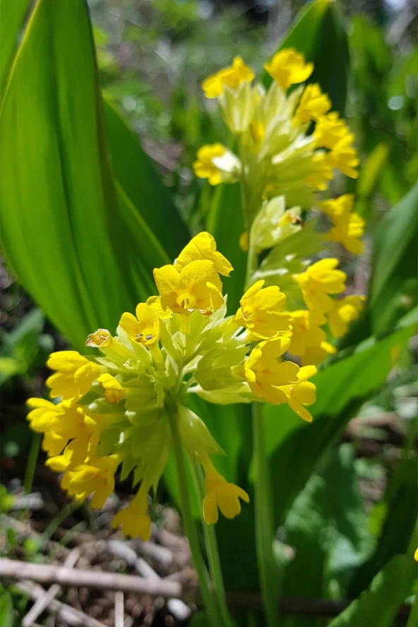 İstanbul Baharat Çuha Çiçeği Yaprağı (Ayıkulağı) 30 gr x 4 Adet - Resim 3
