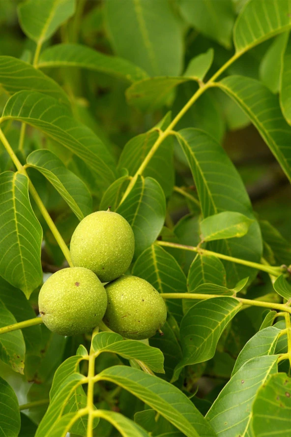 İstanbul Baharat Ceviz Yaprağı 5x50 gr - Resim 3