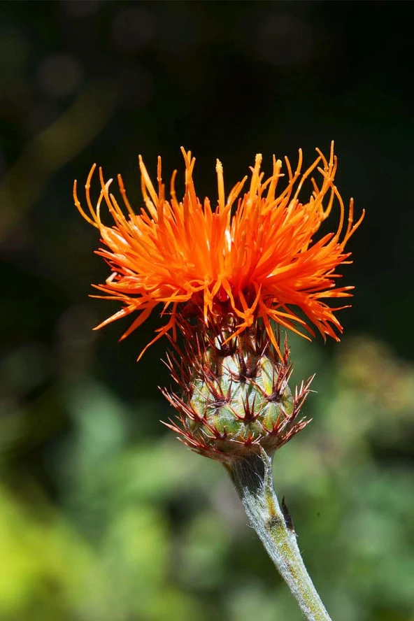 İstanbul Baharat Haspir (Aspir) 5x40 gr - Resim 4