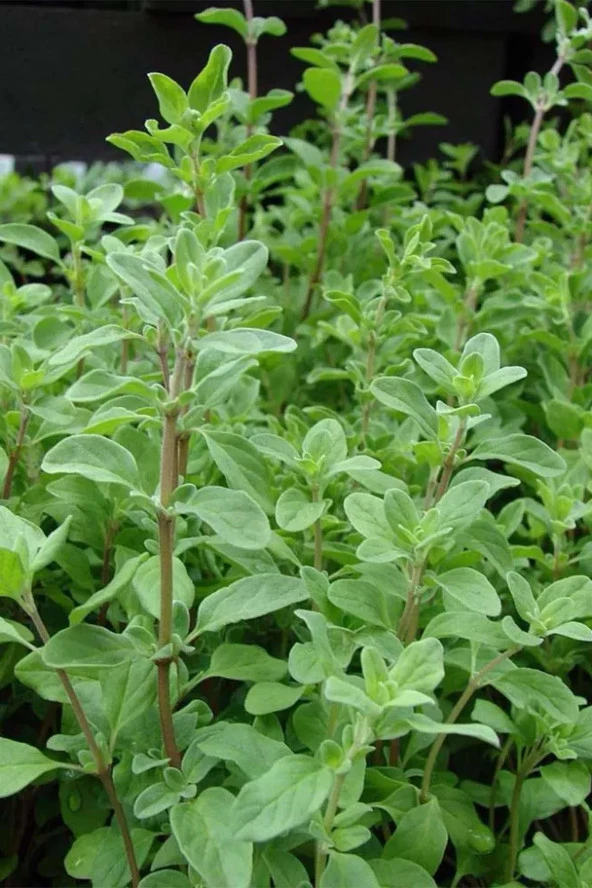 İstanbul Baharat Mercanköşk 50 gr - 3