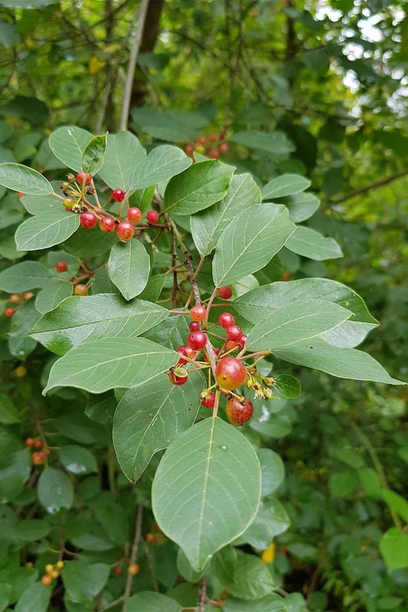 İstanbul Baharat Barut Ağacı Kabuğu 4x50 gr - Resim 4