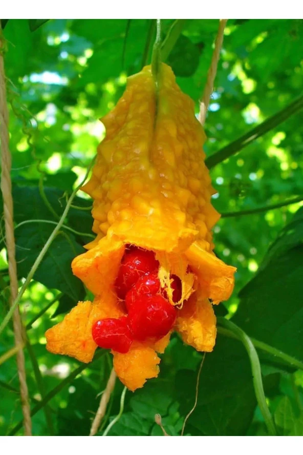 Organik Bitkim Kudret Narı Ekstraktı Tozu 100 gr - Resim 3