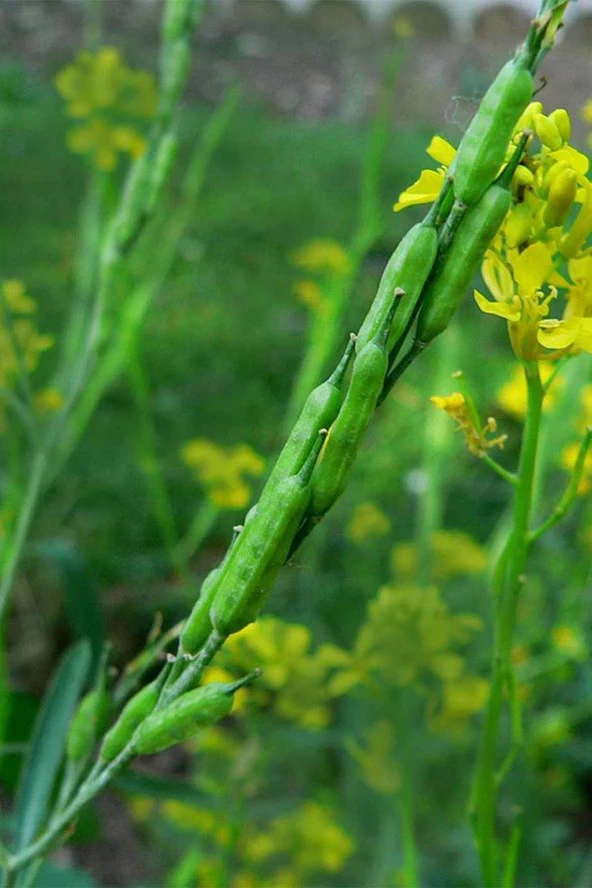 Organik Bitkim Toz Siyah Hardal Tohumu 500 gr - Resim 4