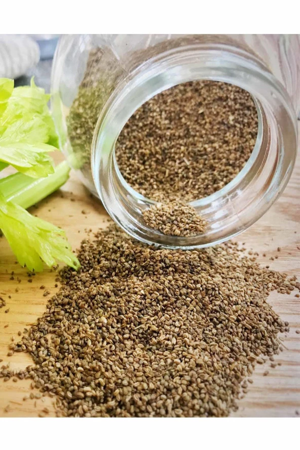 Organik Bitkim Kereviz Tohumu 1 kg - Resim 3