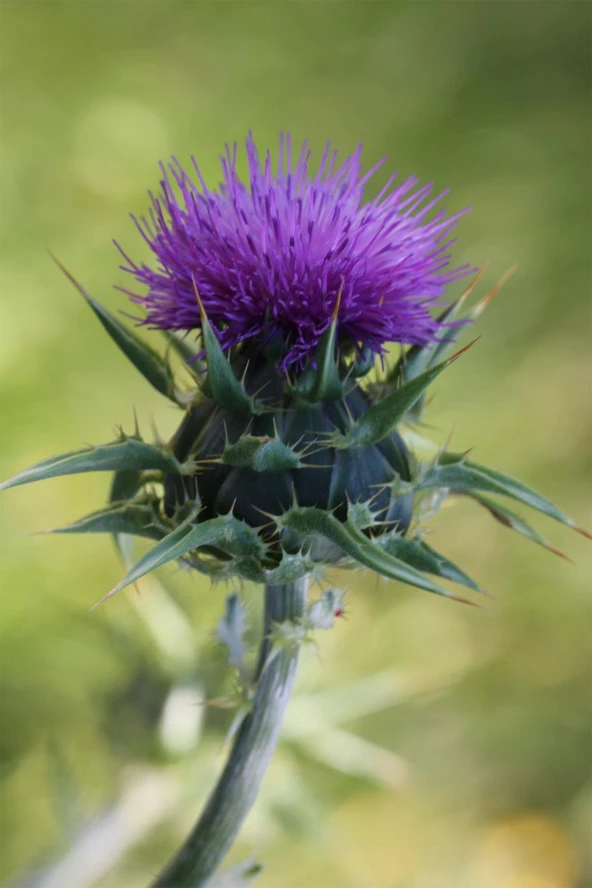 Organik Bitkim Deve Dikeni Tohumu 1 kg - Resim 4