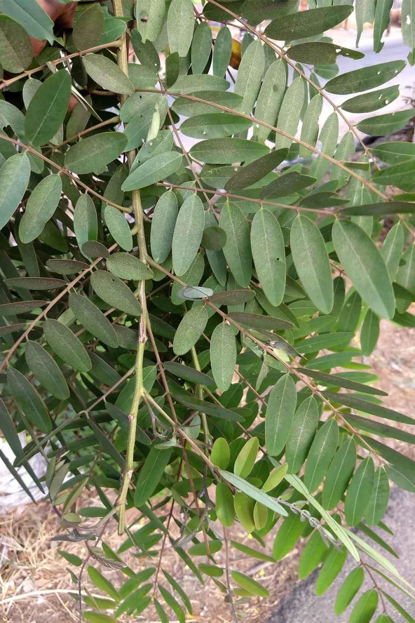 Organik Bitkim Sinameki Yaprağı 250 gr - Resim 3