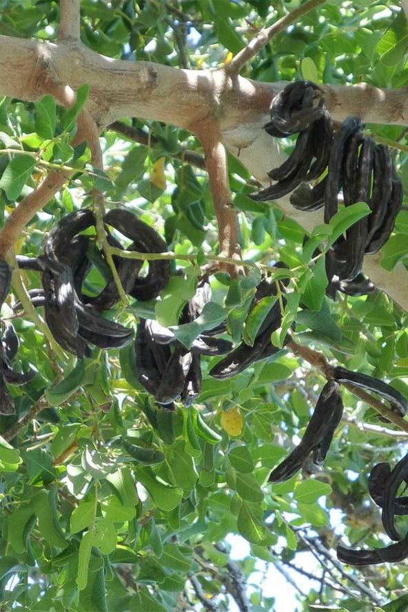 Organik Bitkim Keçiboynuzu Tozu (Harnup Tozu) 250 gr - Resim 4