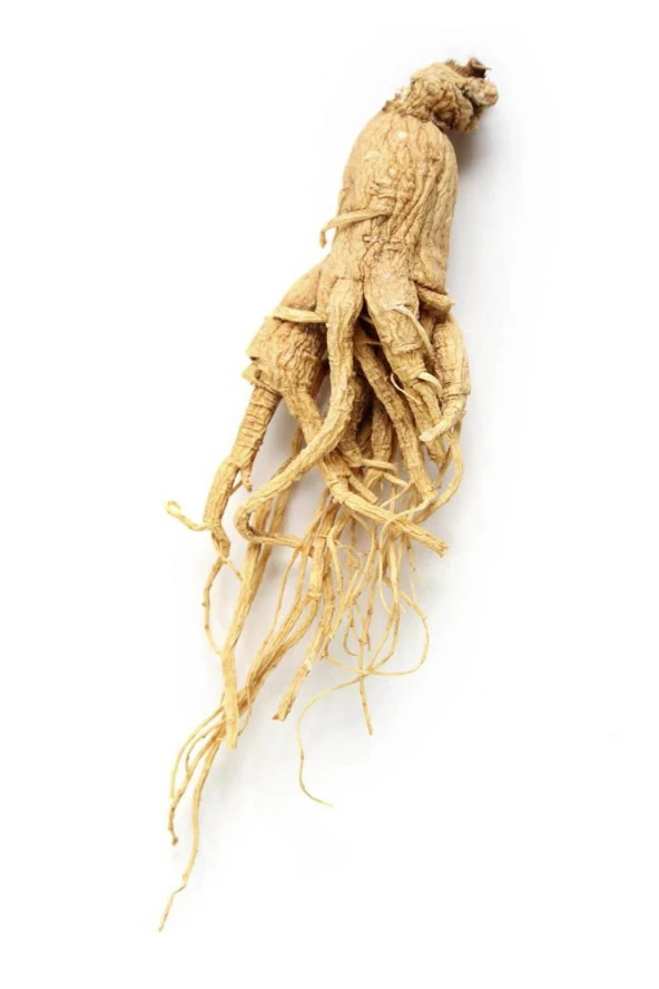 Organik Bitkim Kırmızı Ginseng (Adam Otu) Toz 20 gr - Resim 4